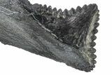 Bizarre Shark (Edestus) Jaw Section with Tooth - Carboniferous #269634-2
